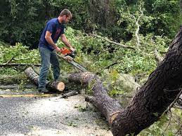 How Our Tree Care Process Works  in  San Diego, TX